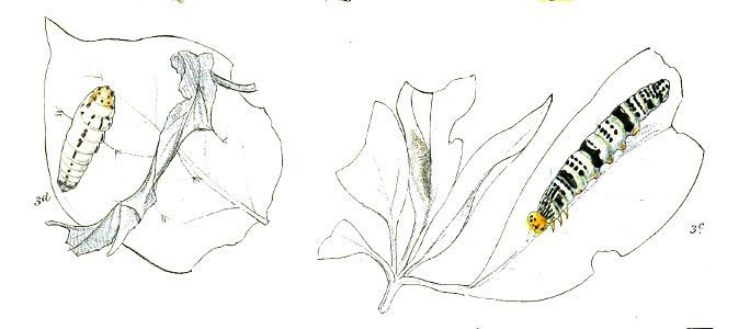 BuraraGomataLP 748 3