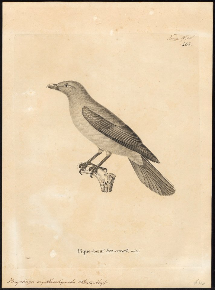 Buphaga erythrorhyncha - 1700-1880 - Print - Iconographia Zoologica - Special Collections University of Amsterdam - UBA01 IZ15800113