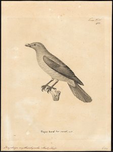 Buphaga erythrorhyncha - 1700-1880 - Print - Iconographia Zoologica - Special Collections University of Amsterdam - UBA01 IZ15800113