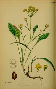 Bupleurum falcatum - English botany, or, Coloured figures of British plants - vol. 4 - t. 592