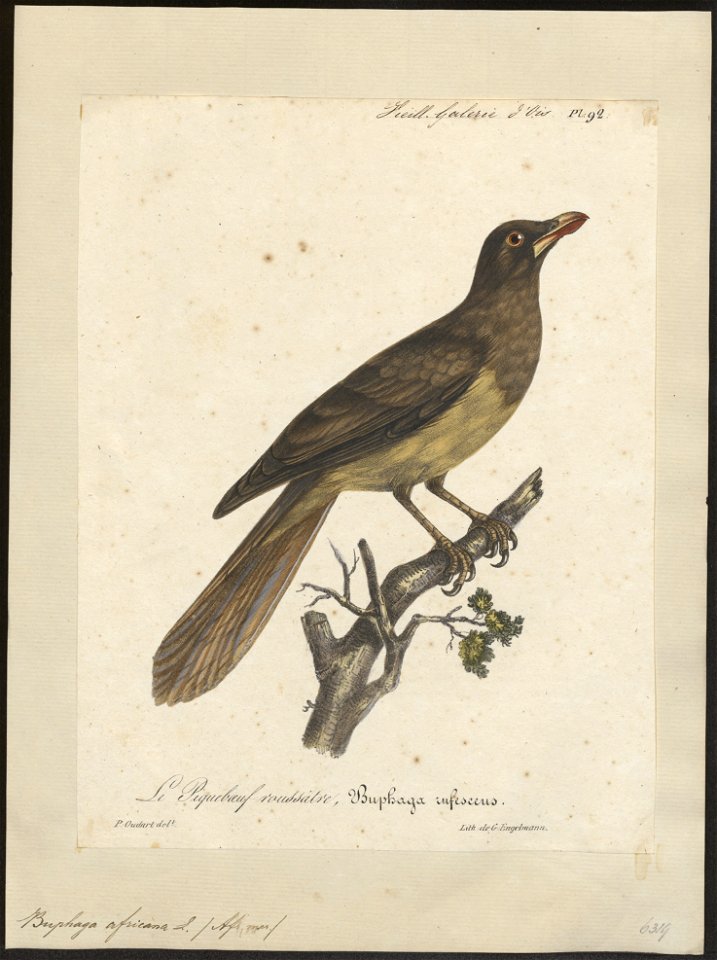 Buphaga africana - 1825-1834 - Print - Iconographia Zoologica - Special Collections University of Amsterdam - UBA01 IZ15800103