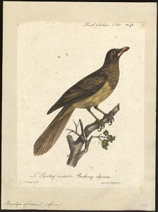 Buphaga africana - 1825-1834 - Print - Iconographia Zoologica - Special Collections University of Amsterdam - UBA01 IZ15800103