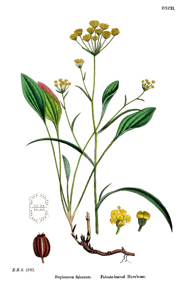 Bupleurum falcatum - English botany, or, Coloured figures of British plants - vol. 4 - t. 592 - clean