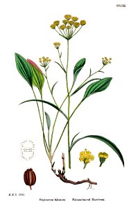 Bupleurum falcatum - English botany, or, Coloured figures of British plants - vol. 4 - t. 592 - clean