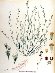 Bupleurum tenuissimum — Flora Batava — Volume v17