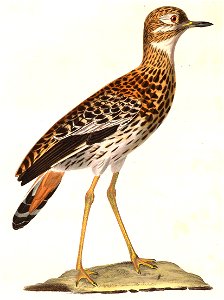 Burhinus capensis 1838