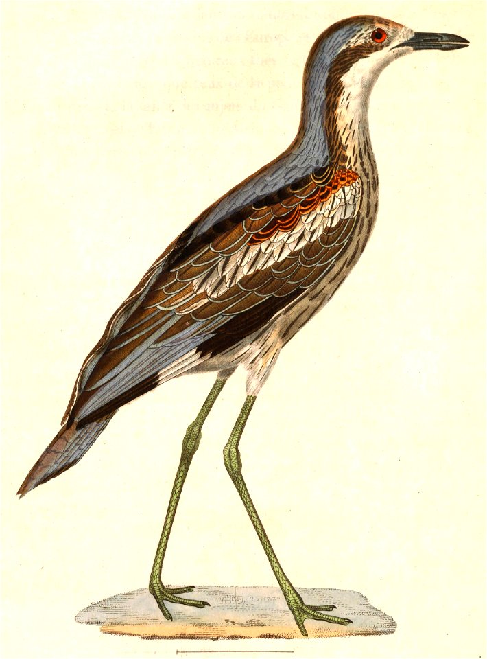 Burhinus grallarius 1838