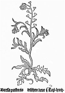 Bursa pastoris Gart