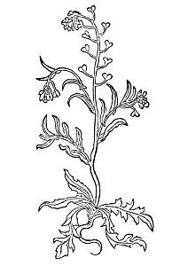 Bursa pastoris Gart-a