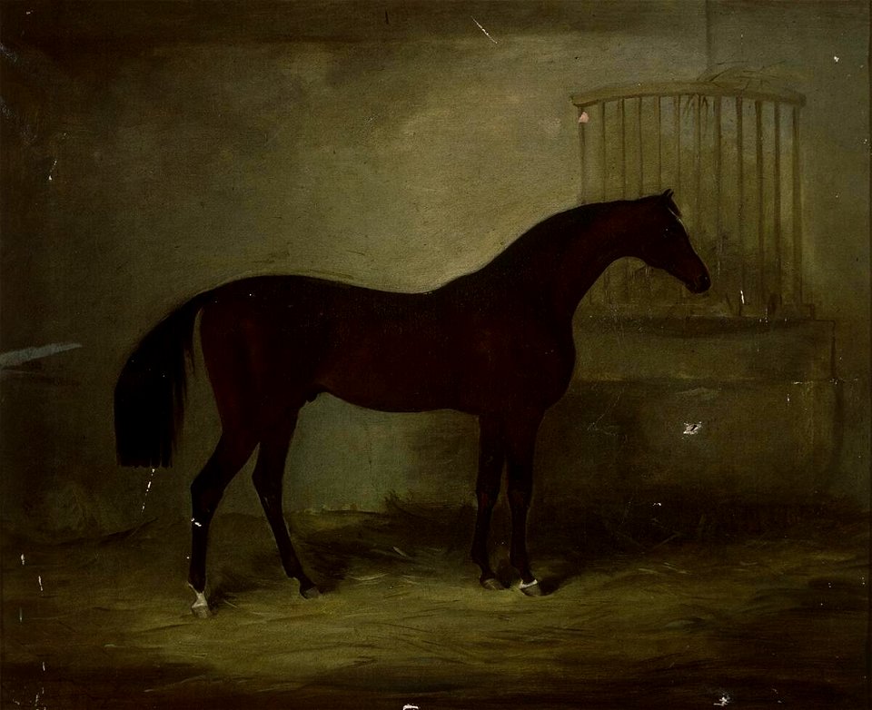 Buscot Buck in stable