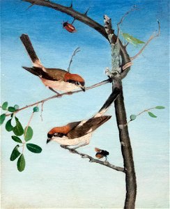 Butcher Birds, 1893