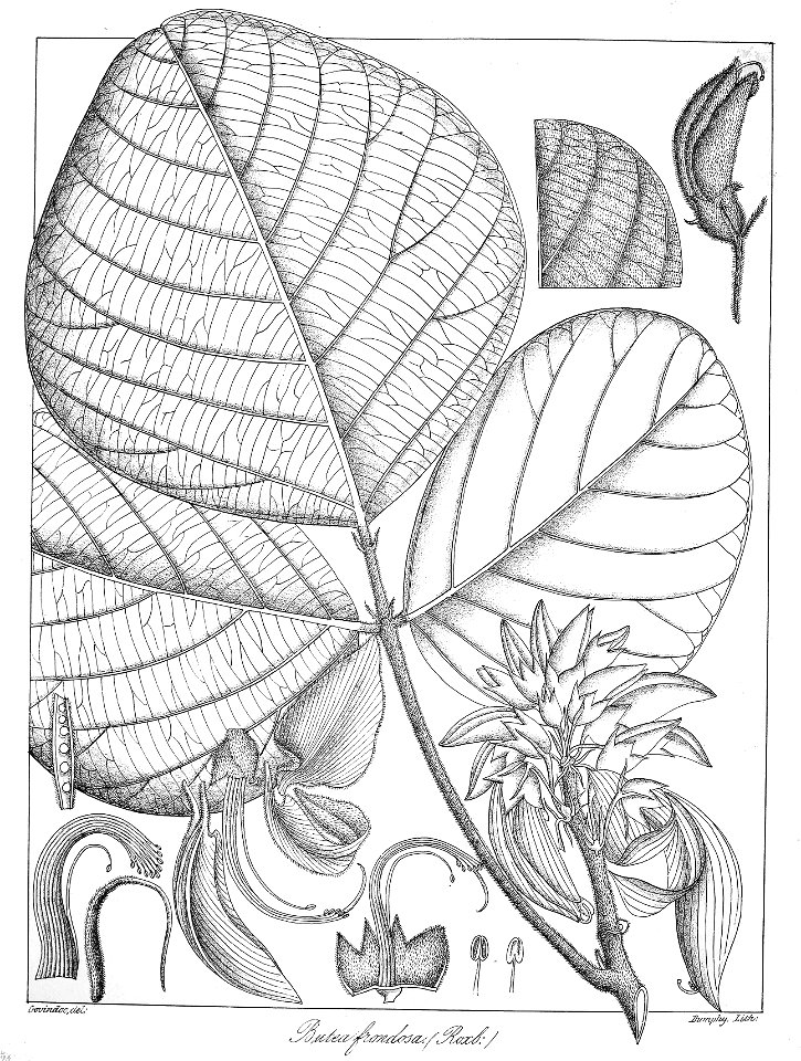 Butea frondosa Govindoo