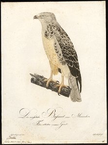 Buteo vulgaris - 1800-1812 - Print - Iconographia Zoologica - Special Collections University of Amsterdam - UBA01 IZ18200035. Free illustration for personal and commercial use.