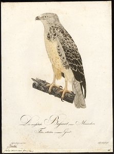 Buteo vulgaris - 1800-1812 - Print - Iconographia Zoologica - Special Collections University of Amsterdam - UBA01 IZ18200035