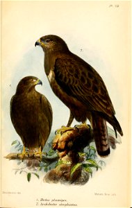 ButeoPlumipesKeulemans