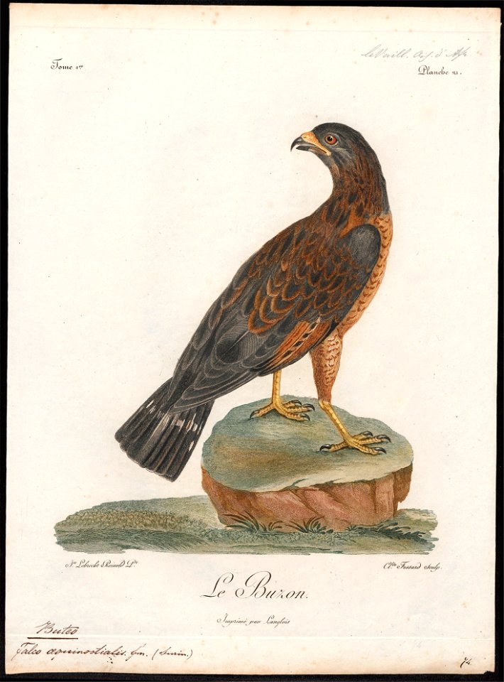 Buteo aequinoctialis - 1796-1808 - Print - Iconographia Zoologica - Special Collections University of Amsterdam - UBA01 IZ18200065