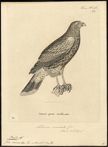 Buteo unicinctus - 1700-1880 - Print - Iconographia Zoologica - Special Collections University of Amsterdam - UBA01 IZ18200051