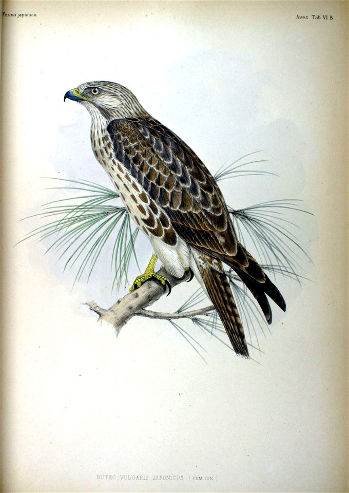 Buteo vulgaris japonicus (fem jun) Fauna Japonica