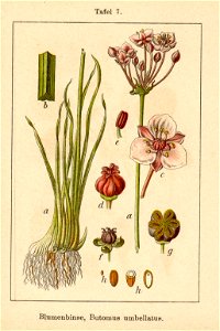 Butomus umbellatus Sturm 04007