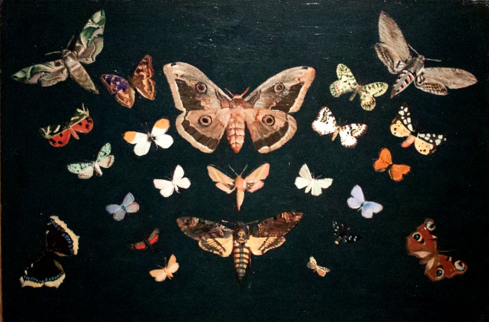 Butterflies, 1893