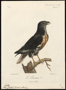 Buteo jackal - 1796-1808 - Print - Iconographia Zoologica - Special Collections University of Amsterdam - UBA01 IZ18200045