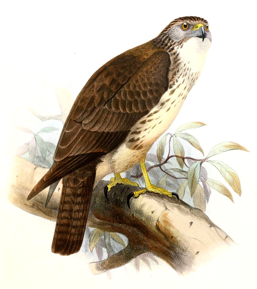 Buteo solitarius Smit