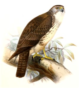 Buteo solitarius Smit