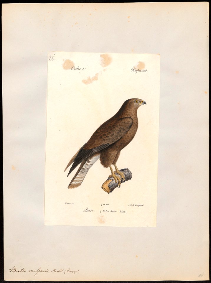 Buteo vulgaris - 1842-1848 - Print - Iconographia Zoologica - Special Collections University of Amsterdam - UBA01 IZ18200025