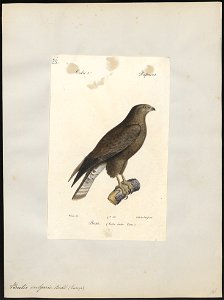 Buteo vulgaris - 1842-1848 - Print - Iconographia Zoologica - Special Collections University of Amsterdam - UBA01 IZ18200025