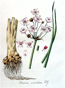 Butomus umbellatus — Flora Batava — Volume v4