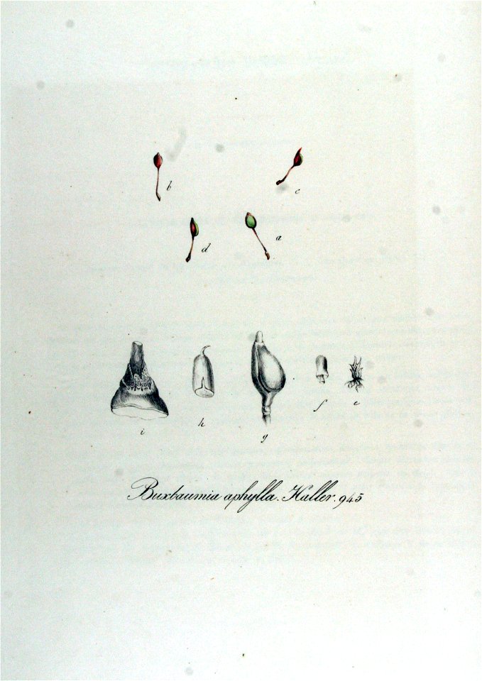 Buxbaumia aphylla — Flora Batava — Volume v12