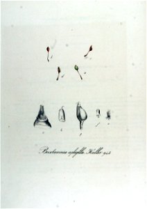 Buxbaumia aphylla — Flora Batava — Volume v12