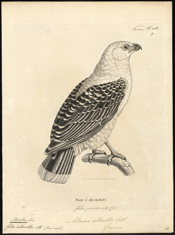 Buteo albicollis - 1700-1880 - Print - Iconographia Zoologica - Special Collections University of Amsterdam - UBA01 IZ18200061