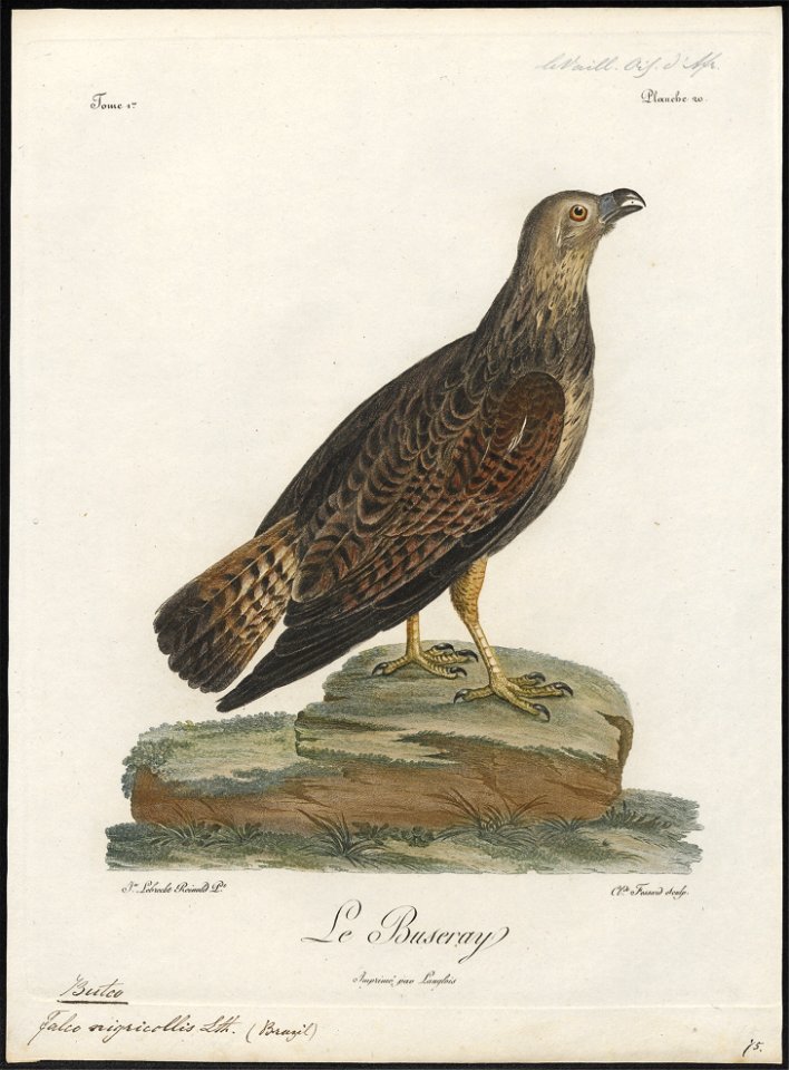 Buteo nigricollis - 1796-1808 - Print - Iconographia Zoologica - Special Collections University of Amsterdam - UBA01 IZ18200067