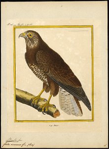 Buteo vulgaris - 1700-1880 - Print - Iconographia Zoologica - Special Collections University of Amsterdam - UBA01 IZ18200027
