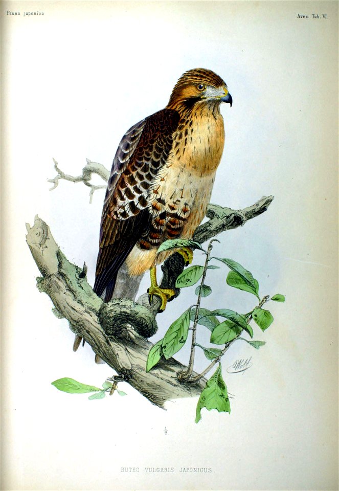 Buteo vulgaris japonicus Fauna Japonica