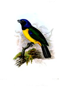 ButhraupisChloronotaWolf