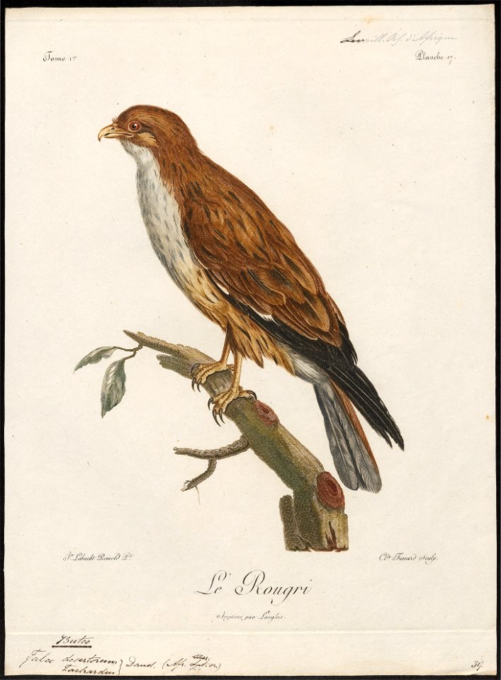 Buteo desertorum - 1796-1808 - Print - Iconographia Zoologica - Special Collections University of Amsterdam - UBA01 IZ18200039