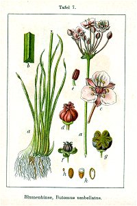 Butomus umbellatus Sturm04007