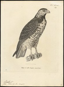 Buteo pterocles - 1700-1880 - Print - Iconographia Zoologica - Special Collections University of Amsterdam - UBA01 IZ18200055