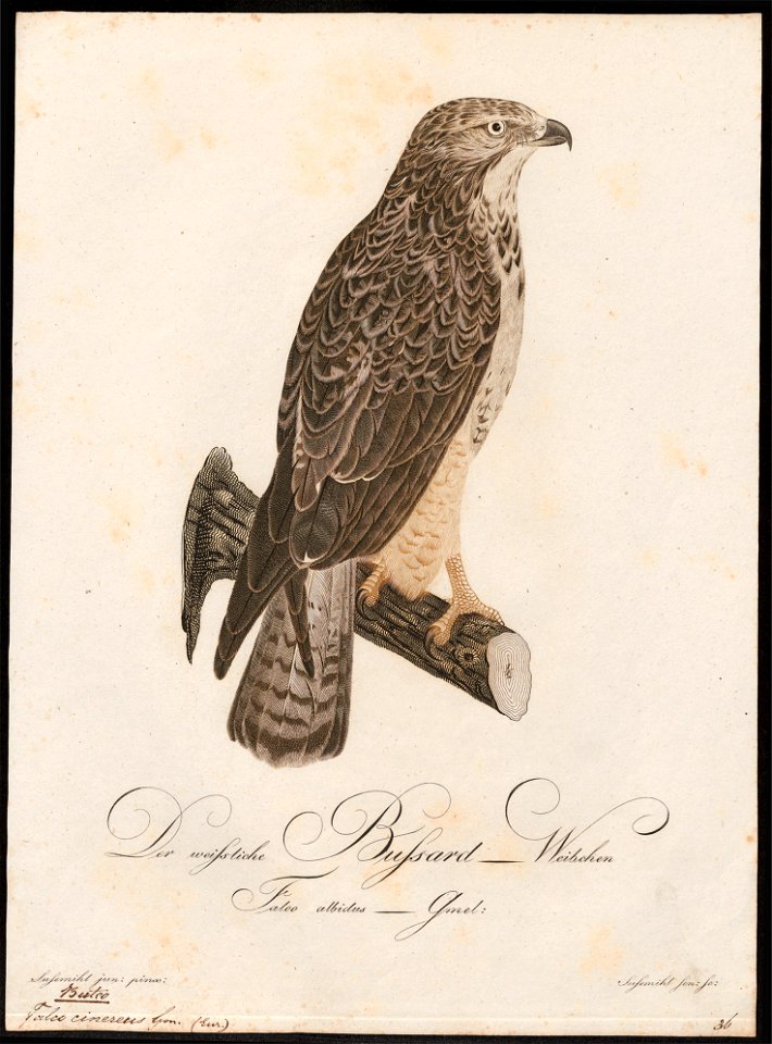 Buteo vulgaris - 1800-1812 - Print - Iconographia Zoologica - Special Collections University of Amsterdam - UBA01 IZ18200033