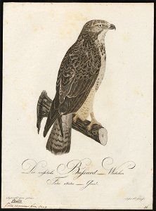 Buteo vulgaris - 1800-1812 - Print - Iconographia Zoologica - Special Collections University of Amsterdam - UBA01 IZ18200033