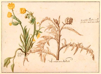 Buttercup & artichoke. Studies by Pieter Saenredam