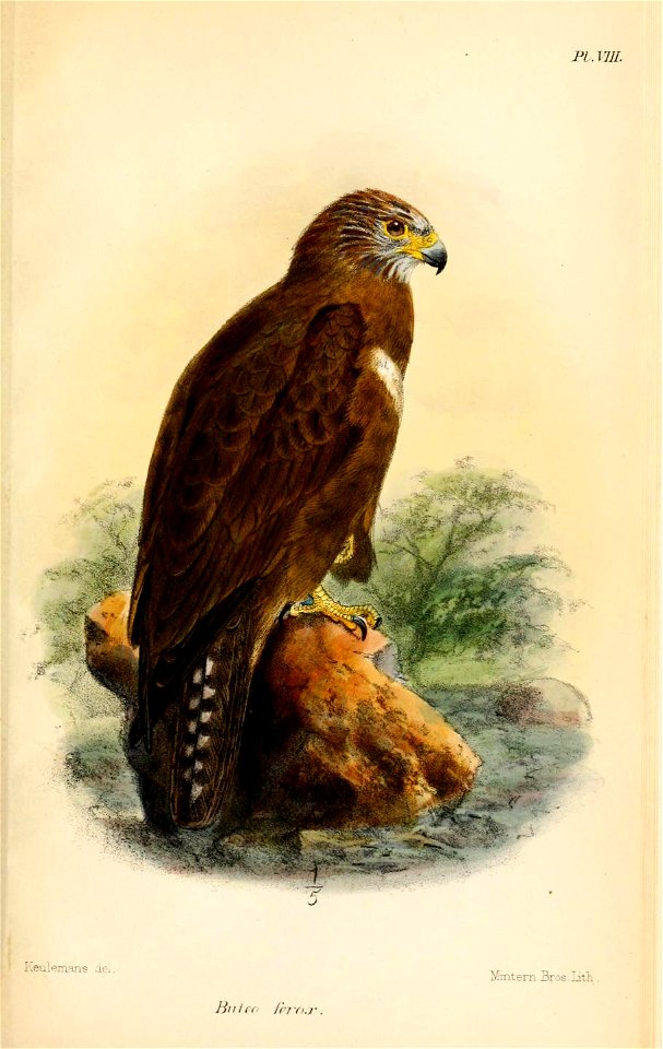 ButeoFeroxKeulemans