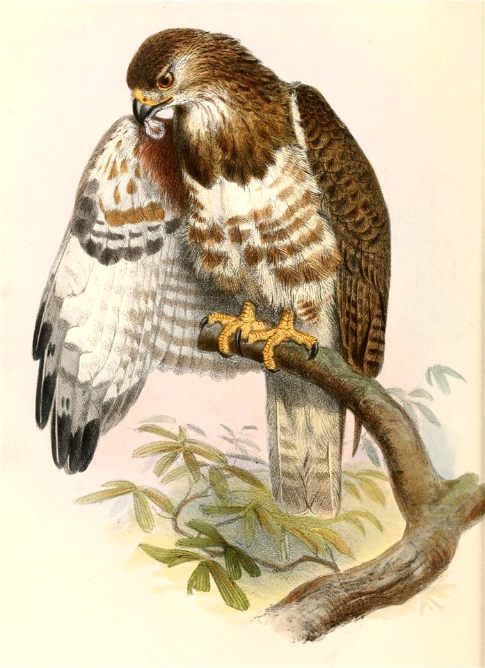 Buteo brachypterus 1862