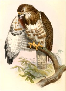 Buteo brachypterus 1862