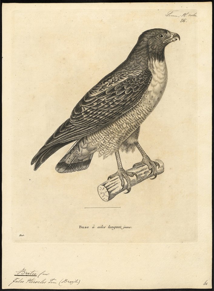 Buteo pterocles - 1700-1880 - Print - Iconographia Zoologica - Special Collections University of Amsterdam - UBA01 IZ18200053