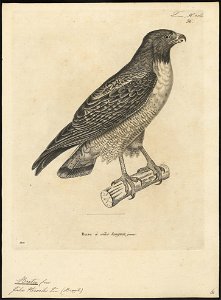 Buteo pterocles - 1700-1880 - Print - Iconographia Zoologica - Special Collections University of Amsterdam - UBA01 IZ18200053