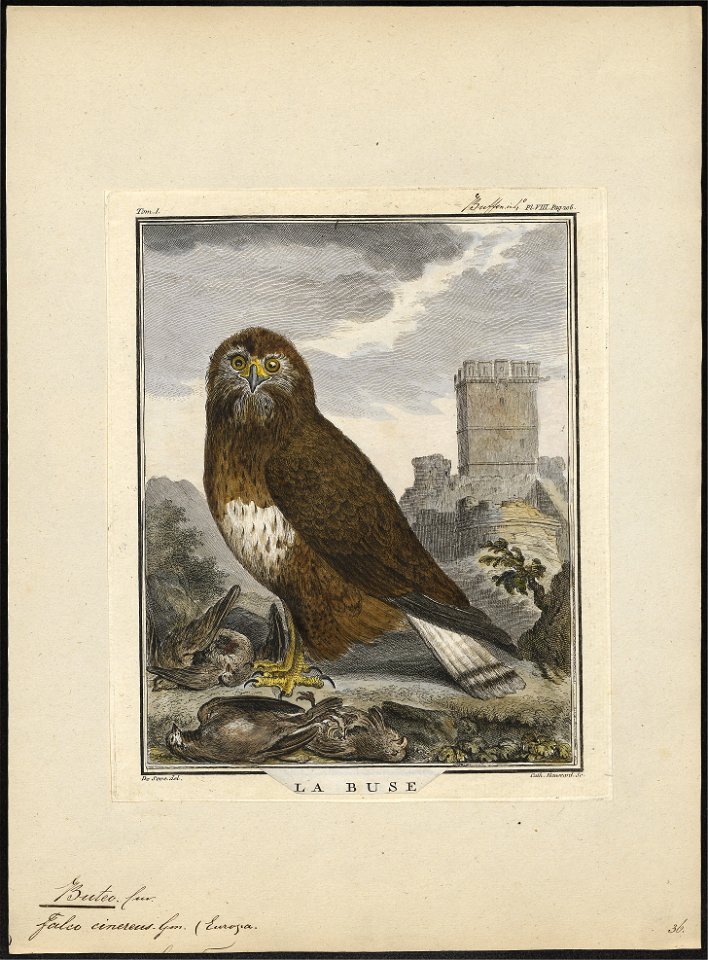 Buteo vulgaris - 1700-1880 - Print - Iconographia Zoologica - Special Collections University of Amsterdam - UBA01 IZ18200029
