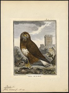 Buteo vulgaris - 1700-1880 - Print - Iconographia Zoologica - Special Collections University of Amsterdam - UBA01 IZ18200029